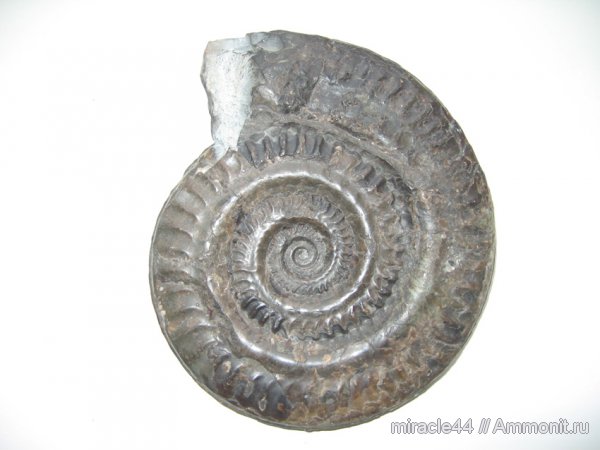 Hildoceras, Hildoceratidae