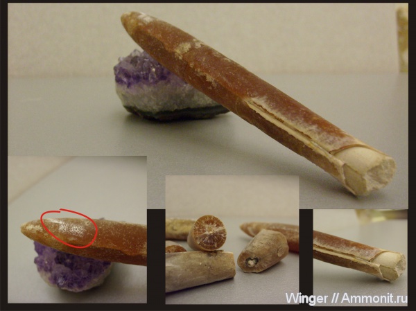 белемниты, belemnites