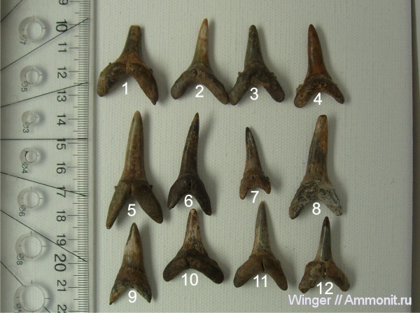 зубы акул, Striatolamia, Jaekelotodus, shark teeth