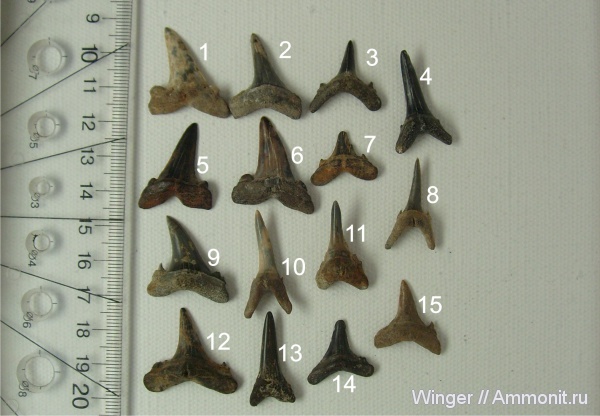 зубы акул, shark teeth