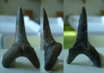 Зуб акулы - Jaekelotodus