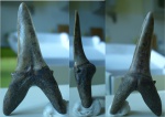 Зуб акулы - Striatolamia