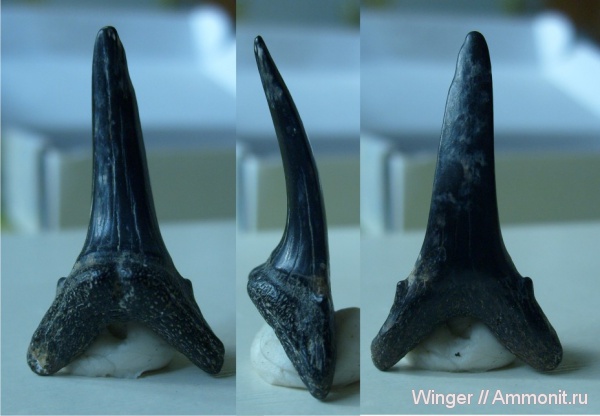 зубы акул, Striatolamia macrota, shark teeth