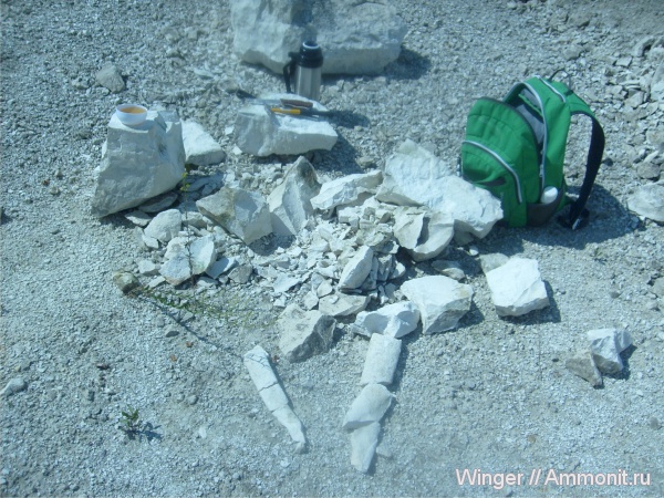 Baculites, Baculitidae