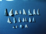 Зубы акул из Вольска