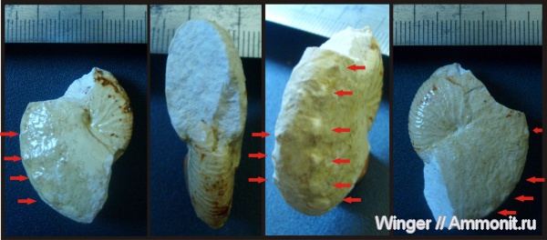 Hoploscaphites, Scaphitidae, Scaphitinae