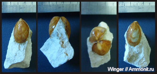 двустворки