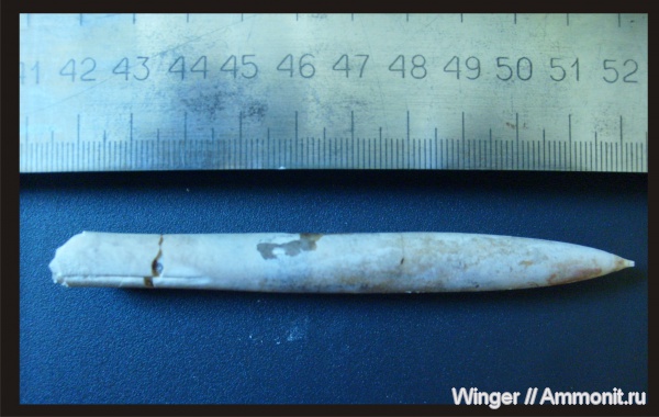 белемниты, Belemnitella, belemnites