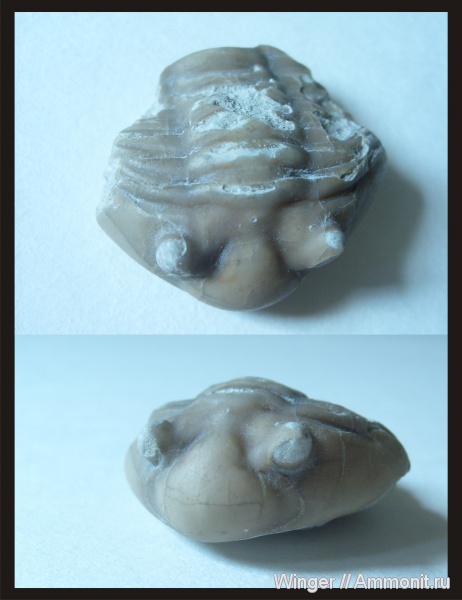 трилобиты, Asaphus