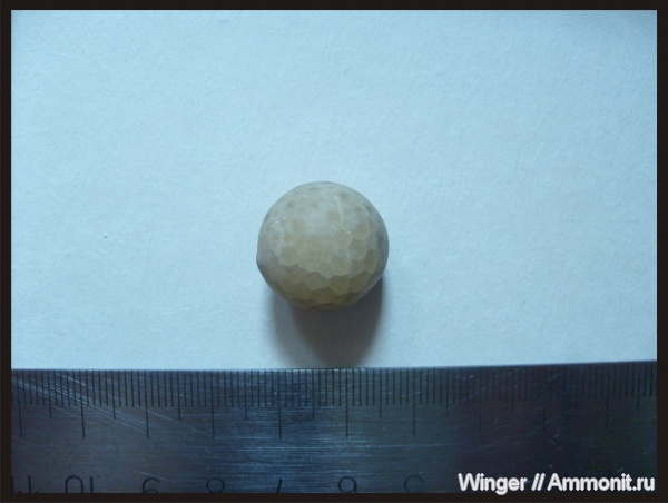 цистоидеи, Echinosphaerites, Ленинградская область