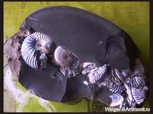 Deshayesites, Aconeceras, Aptian