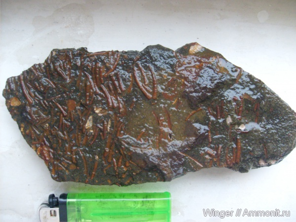 лопатоногие моллюски