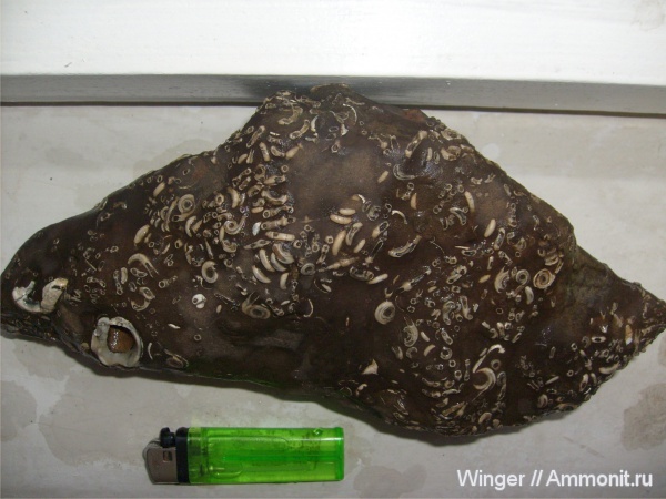 серпулы, Serpulidae, Praerotularia