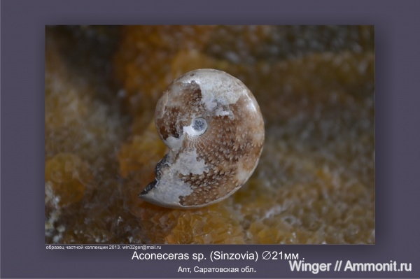 аммониты, мел, апт, аптский ярус, Aconeceras, Ammonites, нижний апт, Aptian, Cretaceous