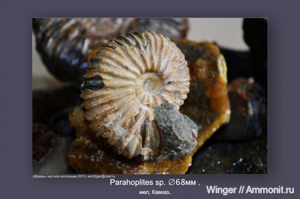 мел, Parahoplites, Cretaceous