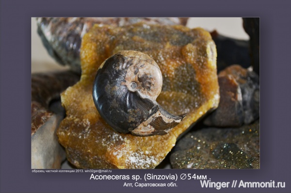 мел, апт, Aconeceras, Aptian, Cretaceous