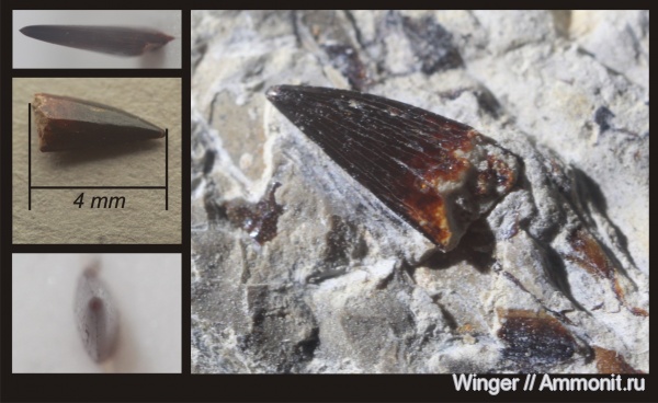 рыбы, зубы, апт, Aptian, fish, teeth