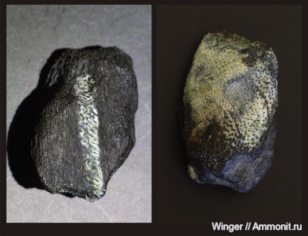 зубы, химеры, Ischyodus, teeth