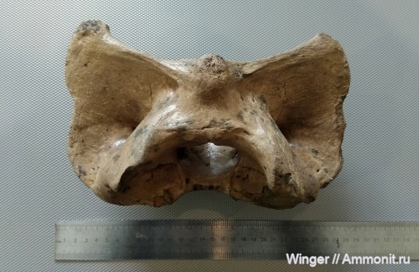 бизоны, Bison, атлант, шейный позвонок