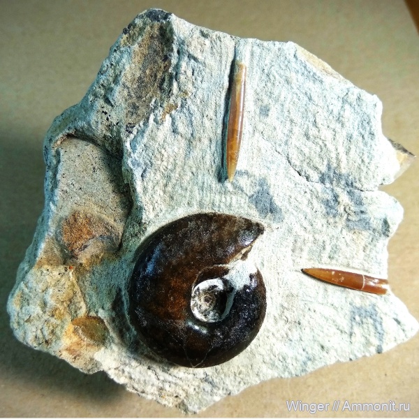 аммониты, юра, волжский ярус, Craspedites, Кашпир, Ammonites