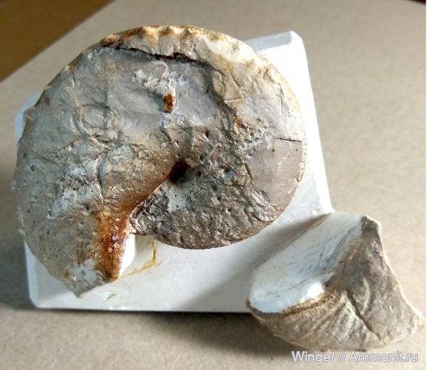 аммониты, головоногие моллюски, маастрихт, устье, Hoploscaphites, Вольск