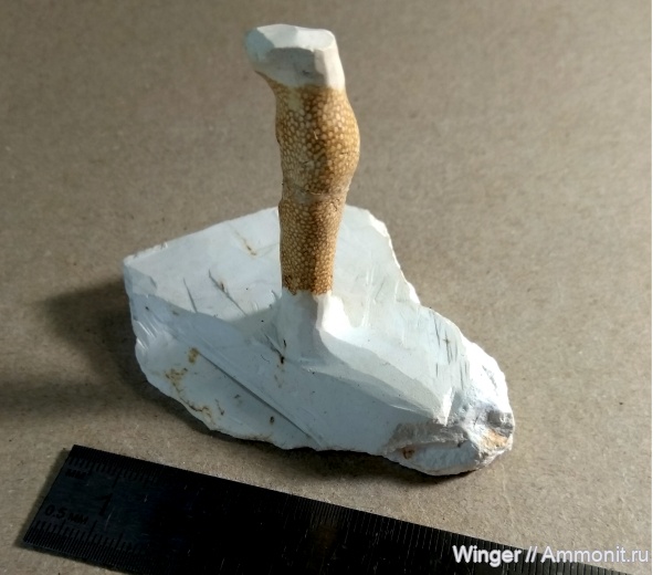 мел, губки, маастрихт