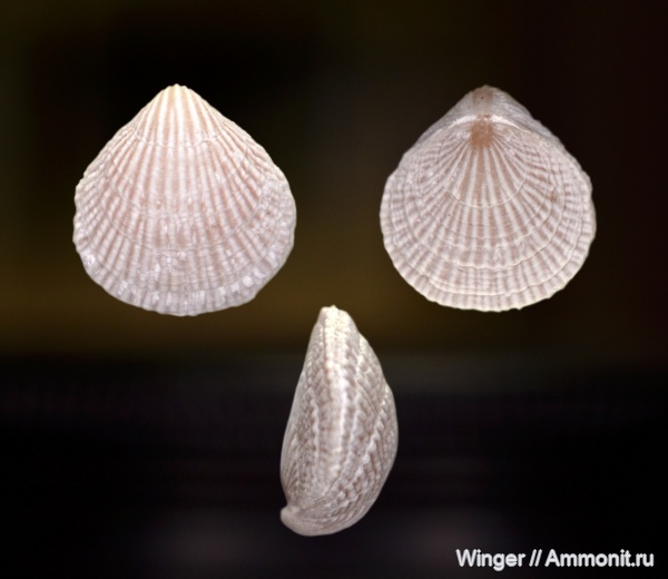 брахиоподы, маастрихт, Вольск, Gyrosoria gracilis