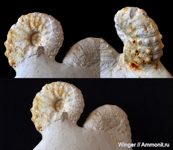 аммониты, мел, маастрихт, Acanthoceras