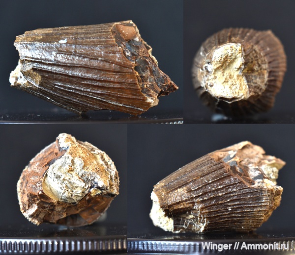 юра, зубы, плиозавры, волжский ярус, Кашпир, Pliosaurus, титонский ярус