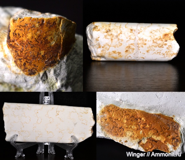 аммониты, мел, гетероморфные аммониты, маастрихт, Baculites, лопастные линии, бакулиты