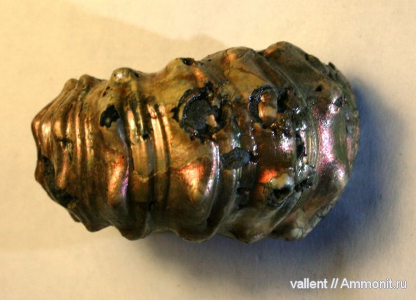 Epicheloniceras, Epicheloniceras martini, Douvilleiceratidae