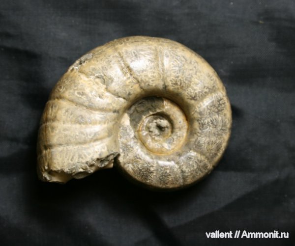 Eogaudryceras, Lytoceratina