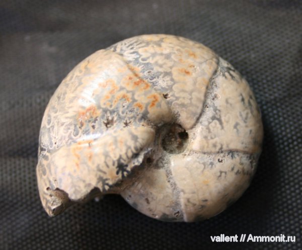 Salfeldiella guettardi, Salfeldiella, Phylloceratidae