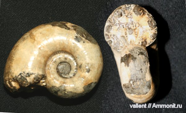 Biasaloceras, Pictetia, Lytoceratina