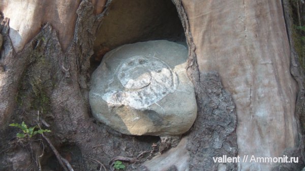 аммониты, Ammonites