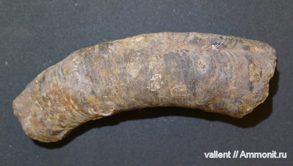 гетероморфные аммониты, прижизненные повреждения, heteromorph ammonites