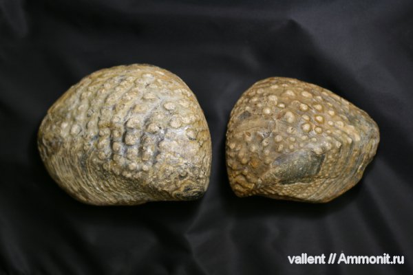 Quadratotrigonia, тригонии