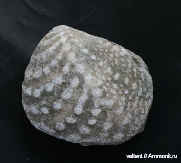 Quadratotrigonia, тригонии