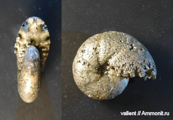 Salfeldiella, Phylloceratidae