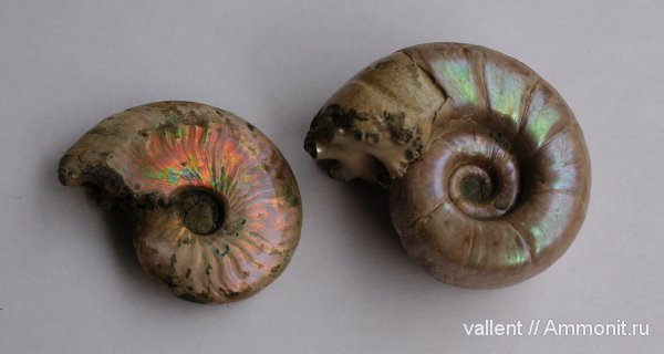 Eogaudryceras, Lytoceratina