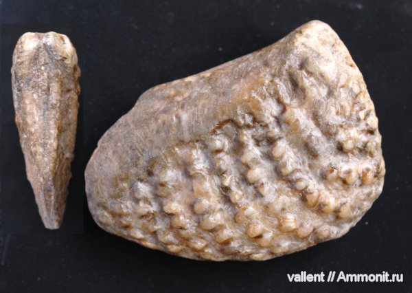 Quadratotrigonia, тригонии