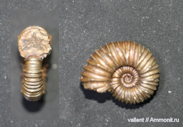 Acanthohoplites bigoureti