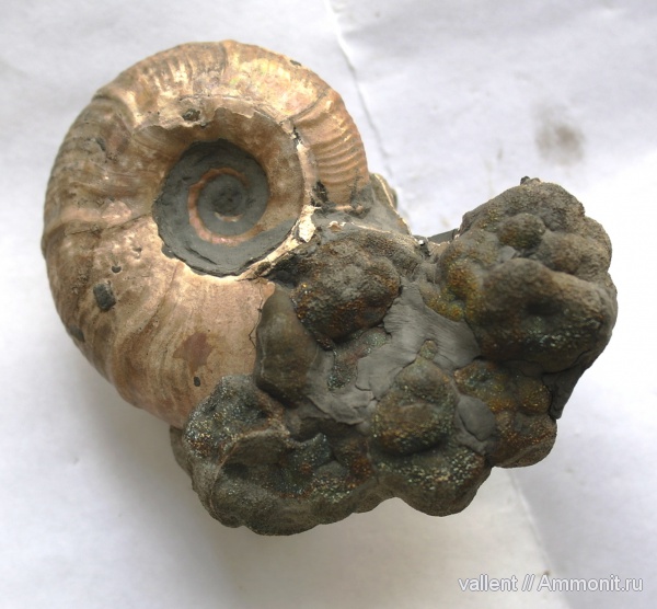 мел, Zuercherella, Cretaceous