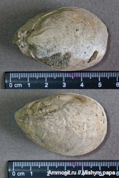 моллюски, раковины, двустворчатые моллюски, ядра, Terebratulida