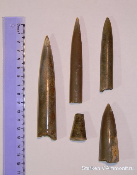 белемниты, Cylindroteuthis, Щёлковский карьер, belemnites