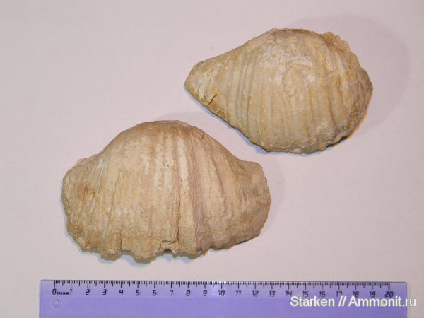 брахиоподы, Тверская область, Gigantoproductus, нижний карбон, Productida, Хотошинский карьер