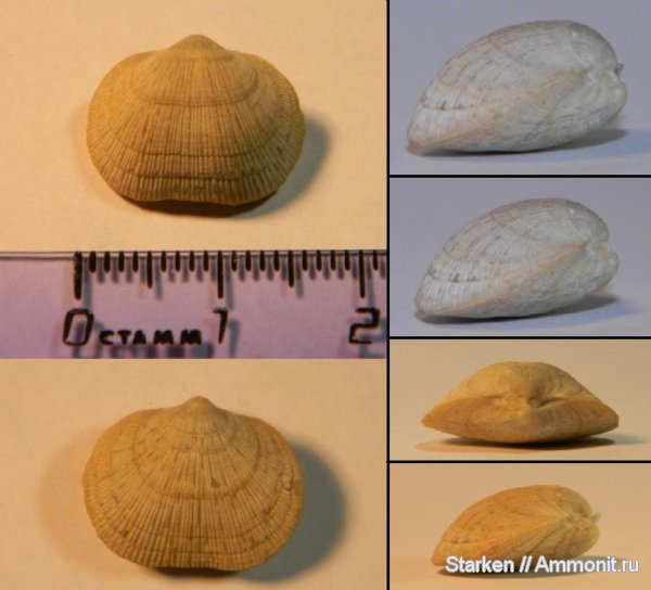 брахиоподы, Тверская область, нижний карбон, Orthida, Schizophoria, Хотошинский карьер