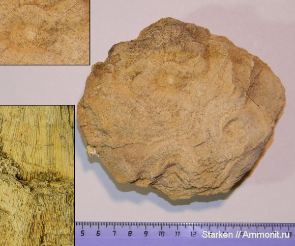 хететес, Chaetetes, Тверская область, нижний карбон, Хотошинский карьер