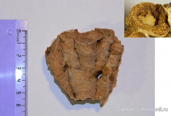 кораллы, Тверская область, нижний карбон, Rugosa, Хотошинский карьер, Corwenia