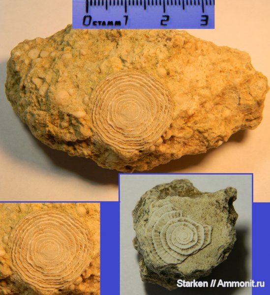 фораминиферы, Крым, нуммулиты